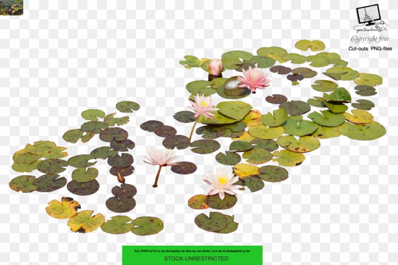 Photography Nelumbo Nucifera, PNG, 1024x682px, Photography, Aquatic Plants, Deviantart, Flower, Leaf Download Free