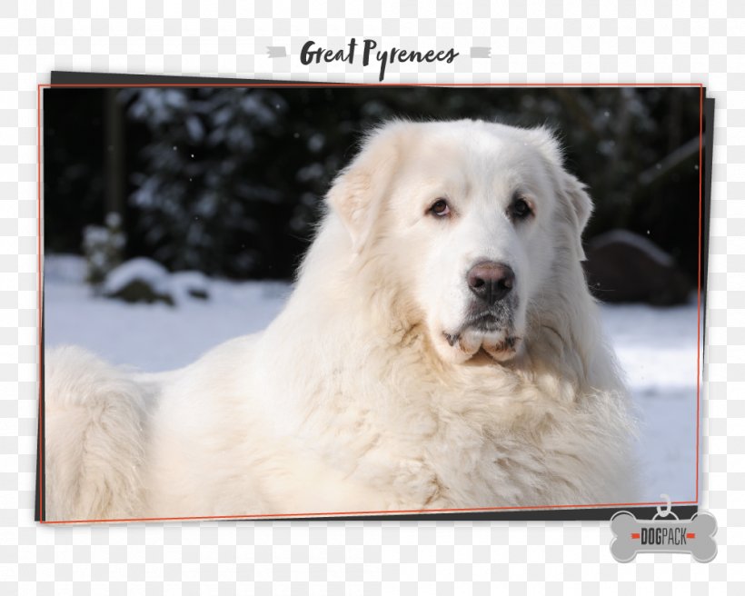 Polish Tatra Sheepdog Great Pyrenees Maremma Sheepdog Slovak Cuvac Akbash Dog, PNG, 1000x800px, Polish Tatra Sheepdog, Akbash Dog, Breed, Carnivoran, Dog Download Free