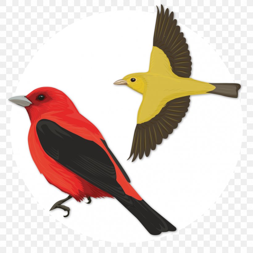 Bird Scarlet Tanager Old World Oriole Oyster Bay, PNG, 848x848px, Bird, Beak, Birdwatching, Finch, New York Download Free