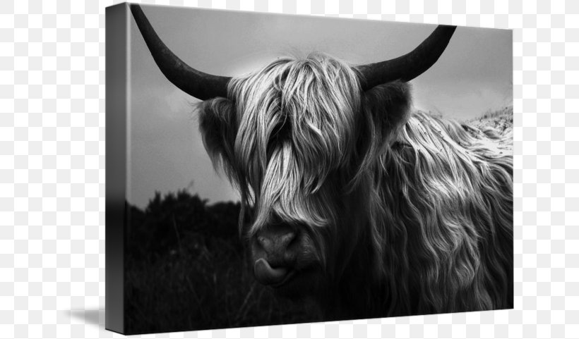 Bull Cattle Wildlife Stock Photography, PNG, 650x481px, Bull, Black And White, Cattle, Cattle Like Mammal, Cow Goat Family Download Free