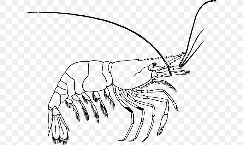 Coloring Book Drawing Prawn Clip Art, PNG, 640x491px, Coloring Book, Artwork, Black And White, Cartoon, Character Download Free