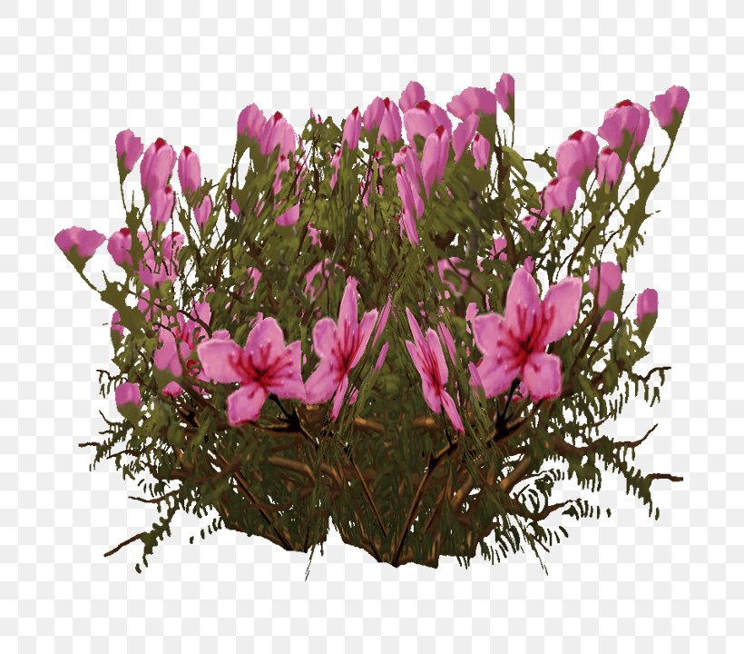 Cyclamen Floral Design Pink M Petal, PNG, 720x720px, Cyclamen, Branch, Branching, Family, Family Film Download Free