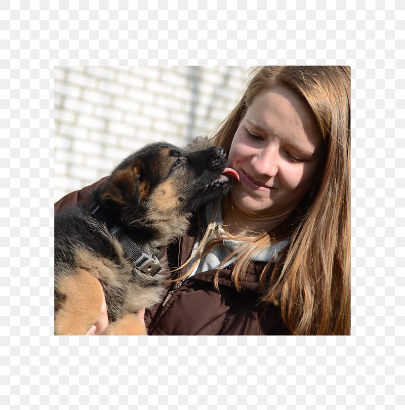 Dog Breed Puppy German Shepherd Companion Dog Show Line, PNG, 600x830px, Dog Breed, Breed, Breeder, Companion Dog, Dog Download Free
