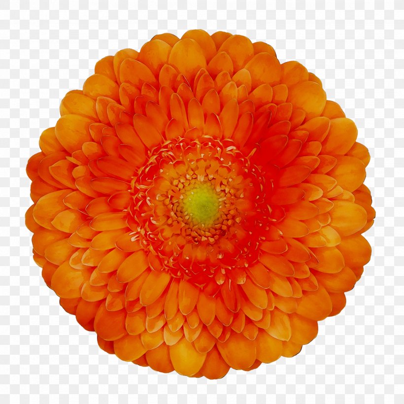 Flower Barberton Daisy Clip Art Floral Design Image, PNG, 1949x1949px, Flower, Artificial Flower, Barberton Daisy, Chrysanthemum, Chrysanths Download Free