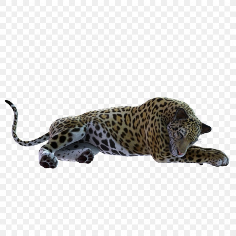 Leopard Jaguar Cheetah Fauna Wildlife, PNG, 894x894px, Leopard, Animal, Big Cats, Carnivoran, Cat Like Mammal Download Free