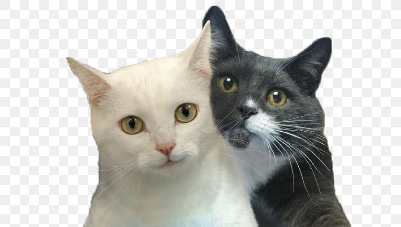 Cat Selfies Desktop Wallpaper Felidae, PNG, 700x466px, Cat, Aegean Cat, American Wirehair, Calendar, Cat Like Mammal Download Free