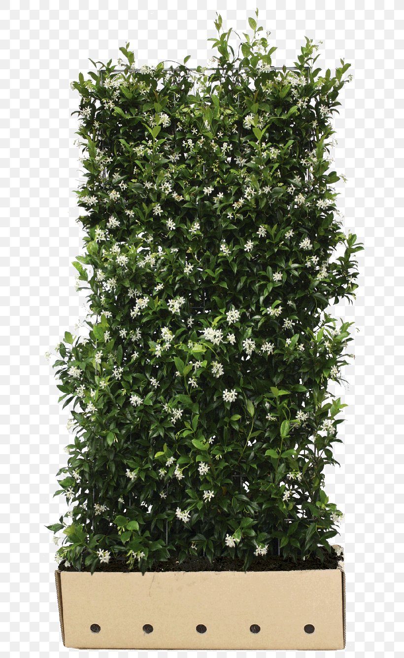 Confederate-jasmine Common Ivy Hedge Vine Evergreen, PNG, 800x1333px, Confederatejasmine, Arborvitae, Common Ivy, English Yew, Evergreen Download Free