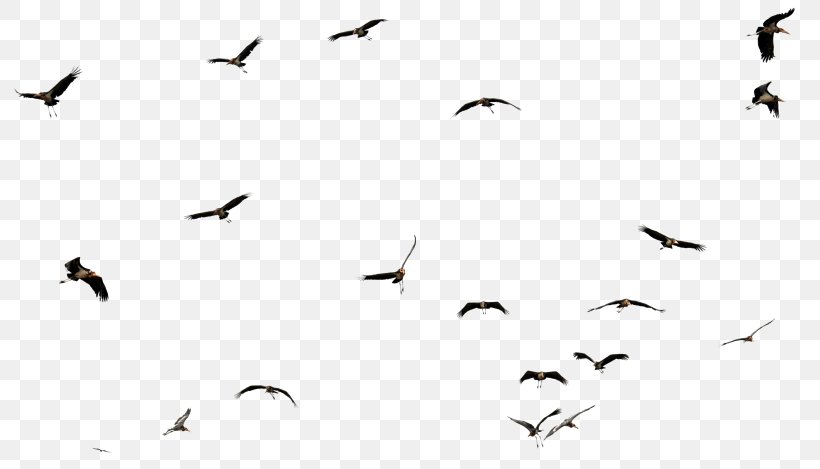 Bird Parrot Template Image Resolution, PNG, 805x469px, Bird, Animal Migration, Beak, Bird Migration, Black And White Download Free