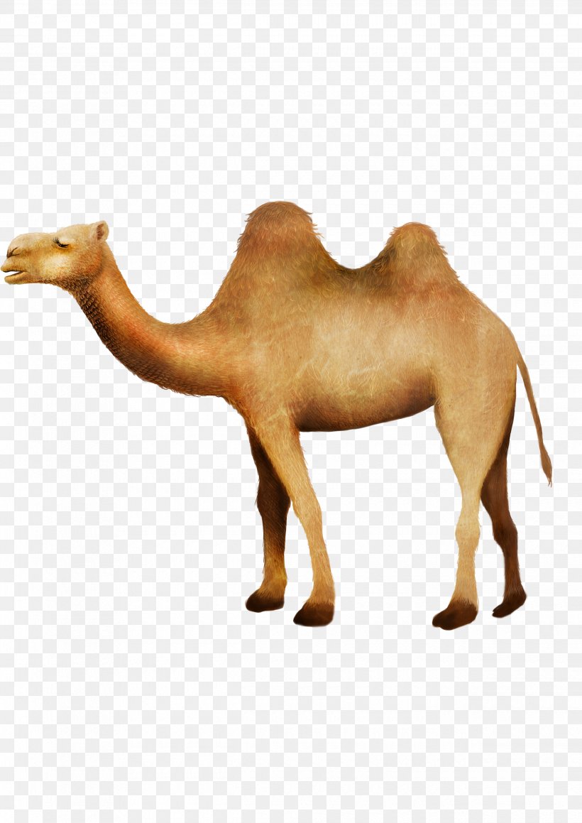 Camel RGB Color Model Desert, PNG, 2480x3508px, Camel, Arabian Camel, Camel Like Mammal, Computer Graphics, Desert Download Free