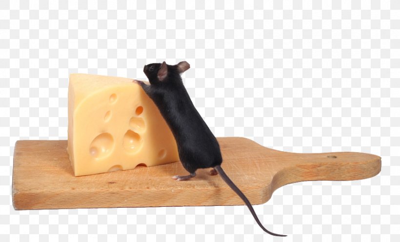 Computer Mouse Stock Photography Cheese, PNG, 885x536px, Computer Mouse, Cheese, Mouse, Murids, Photography Download Free