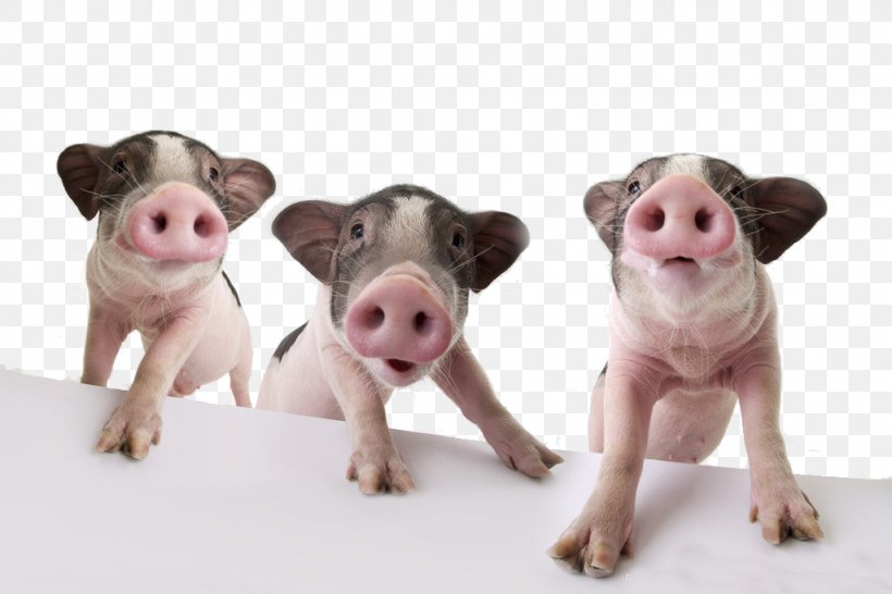 Domestic Pig Pet The Three Little Pigs Wallpaper, PNG, 1024x683px, Domestic Pig, Animal, Animal Husbandry, Computer, Food Download Free
