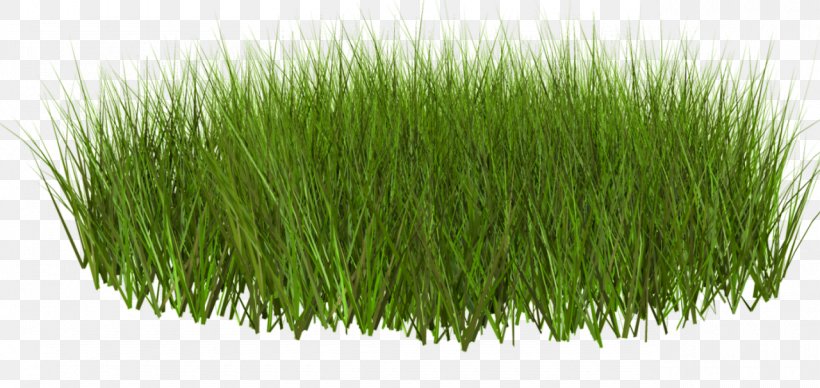 Download Clip Art, PNG, 1280x607px, Clipping Path, Chrysopogon Zizanioides, Commodity, Grass, Grass Family Download Free