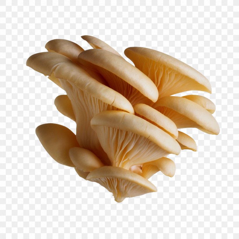 Oyster Mushroom Pleurotus Eryngii Pleurotus Pulmonarius Edible Mushroom, PNG, 2953x2953px, Oyster Mushroom, Clams Oysters Mussels And Scallops, Conch, Conchology, Cooking Download Free