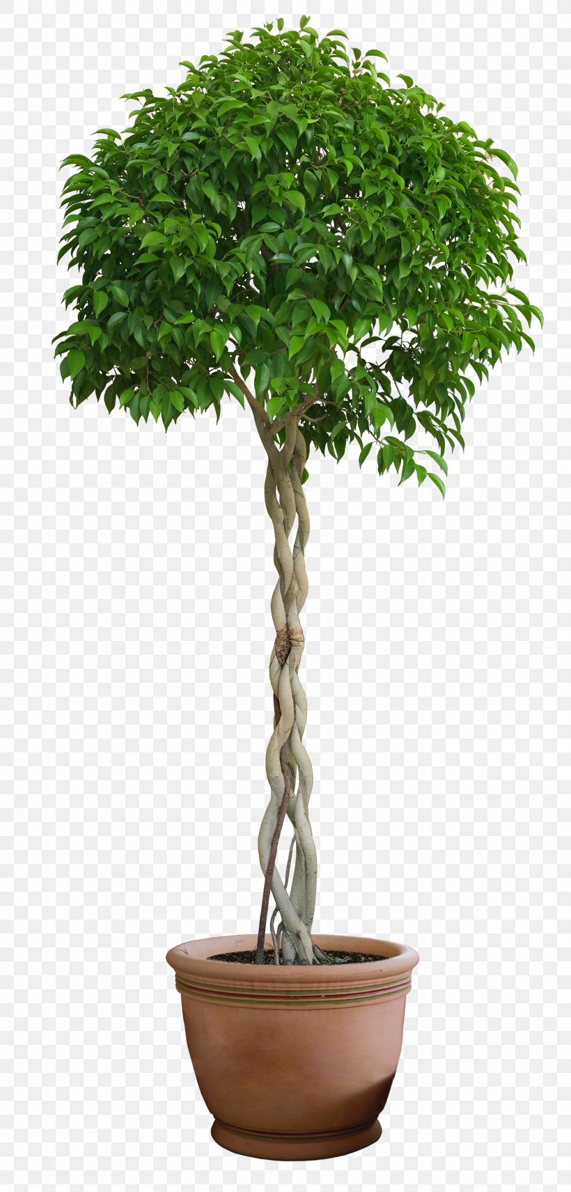 Topiary Tree Casa E Cor Tintas Box Common Holly, PNG, 2300x4800px, Topiary, Acmena, Artificial Flower, Bonsai, Box Download Free