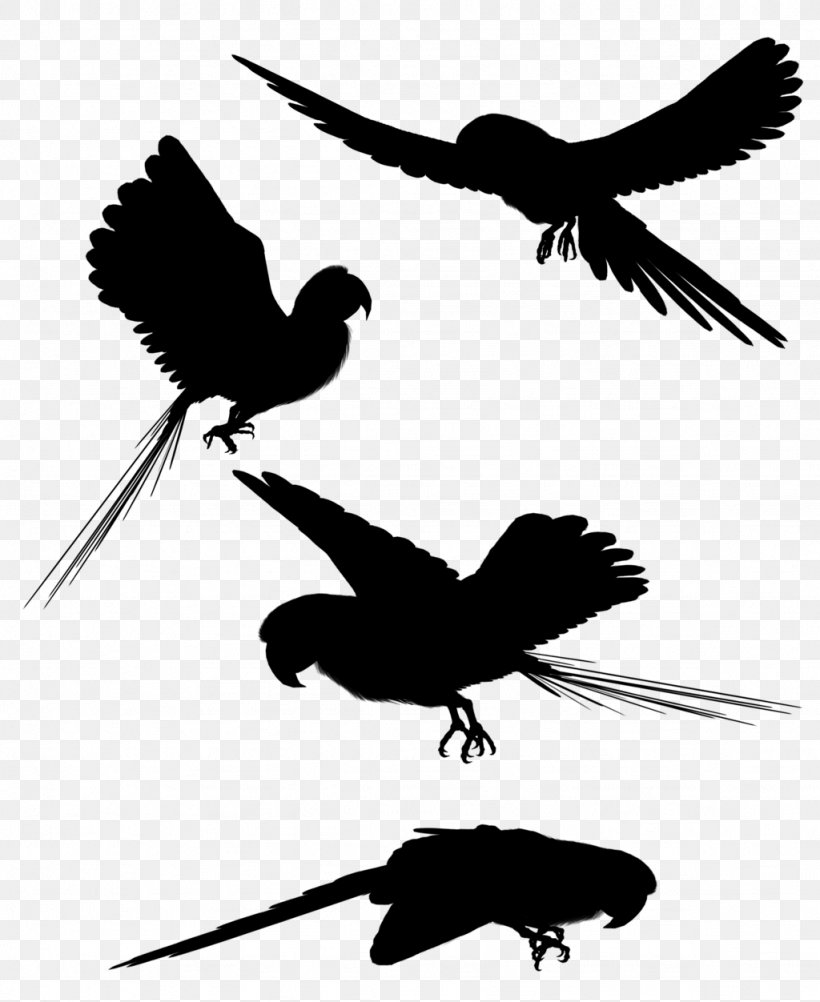 Beak Bird Of Prey Feather Fauna, PNG, 1024x1252px, Beak, Accipitriformes, Art, Bird, Bird Of Prey Download Free