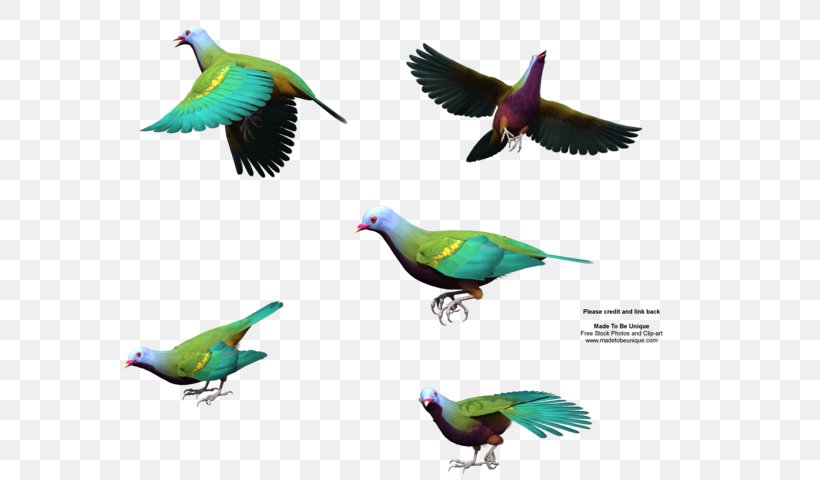 Bird Wing Wompoo Fruit Dove Gulls Squab, PNG, 600x480px, Bird, Beak, Color, Columbidae, Common Pet Parakeet Download Free