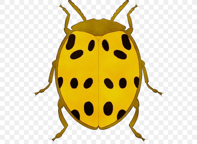 Ladybug, PNG, 558x598px, Watercolor, Beetle, Bug, Insect, Jewel Bugs Download Free