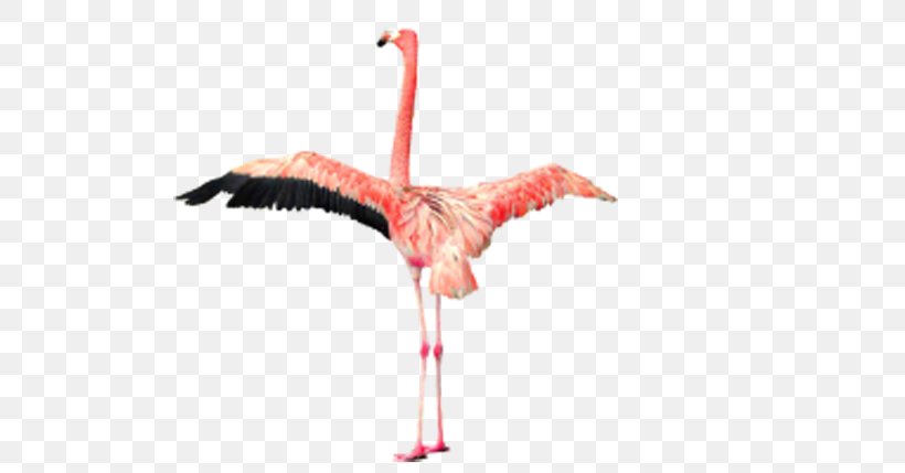 Phoenicopteridae Flamingo Clip Art, PNG, 600x429px, Phoenicopteridae, Beak, Bird, Crane, Crane Like Bird Download Free