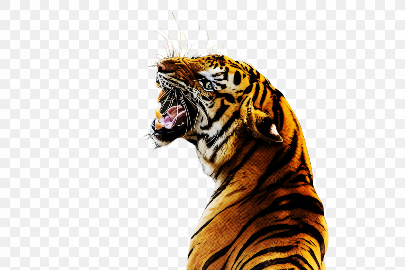 Tiger Bengal Tiger Siberian Tiger Roar Wildlife, PNG, 2448x1632px, Tiger, Bengal Tiger, Roar, Siberian Tiger, Snout Download Free