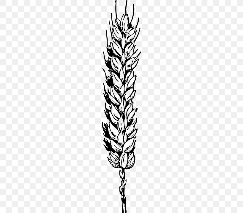 Wheat Cereal Clip Art, PNG, 360x720px, Wheat, Black And White, Branch, Bread, Cereal Download Free