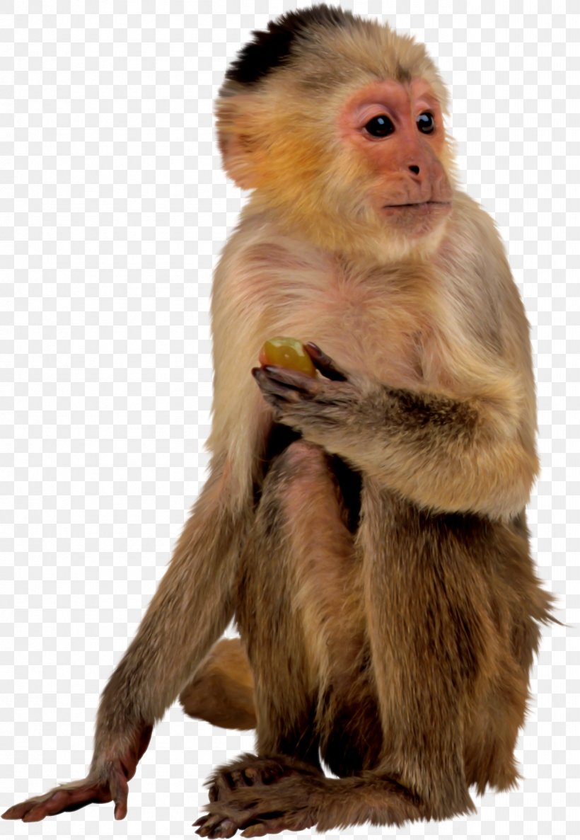 Baby Monkeys Macaque Primate, PNG, 1254x1816px, Monkey, Baby Monkeys, Fauna, Fur, Image File Formats Download Free