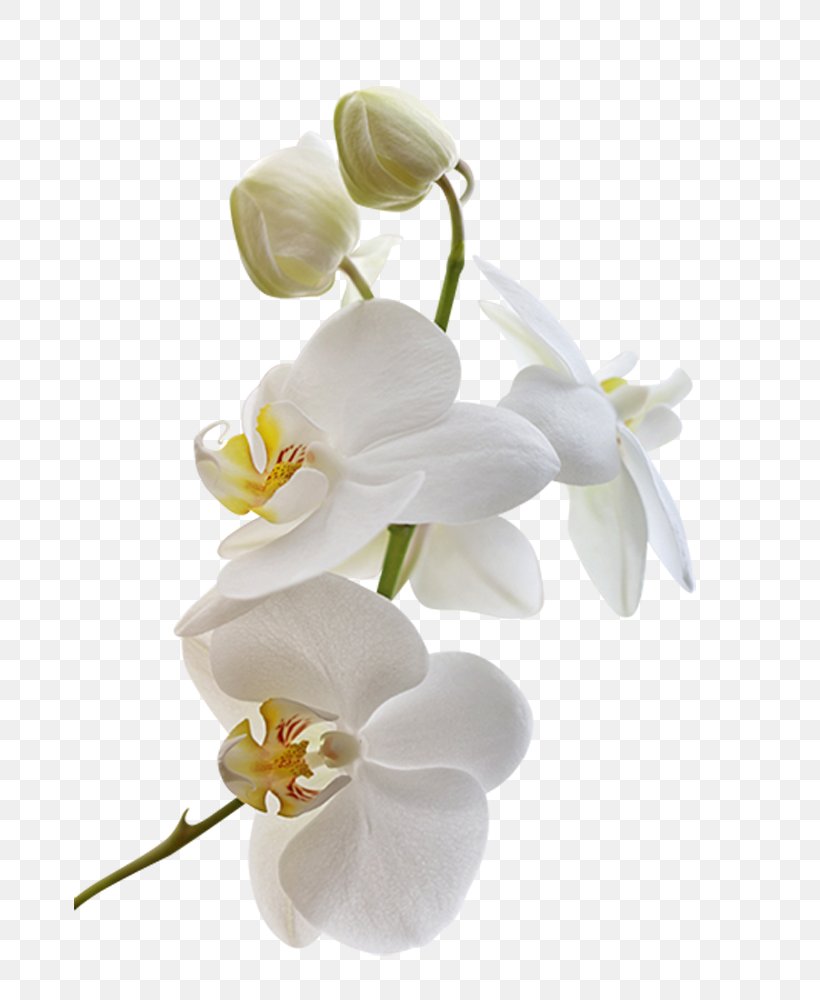 Orchids Flower Blog Clip Art, PNG, 672x1000px, Orchids, Art, Blog, Blossom, Cut Flowers Download Free