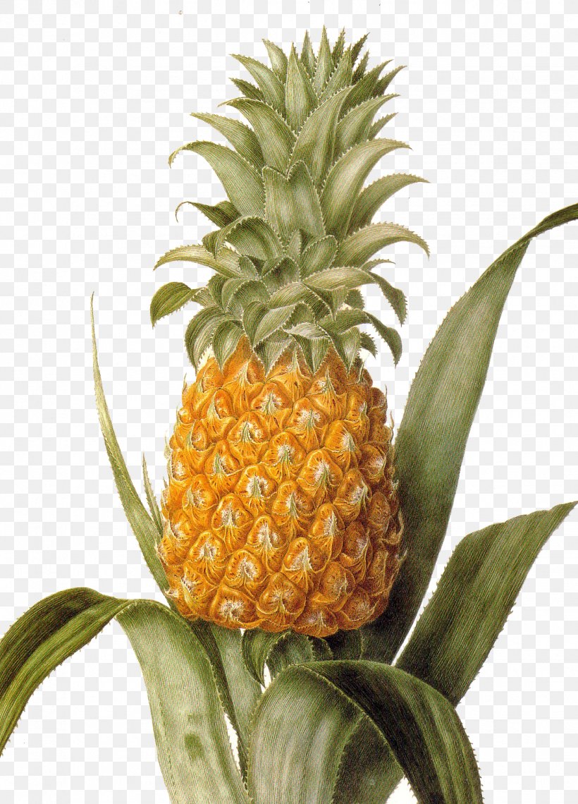 Pineapple Lithography Artist Tropical Fruit Painting, PNG, 1132x1574px, Pineapple, Allposterscom, Ananas, Art, Artist Download Free