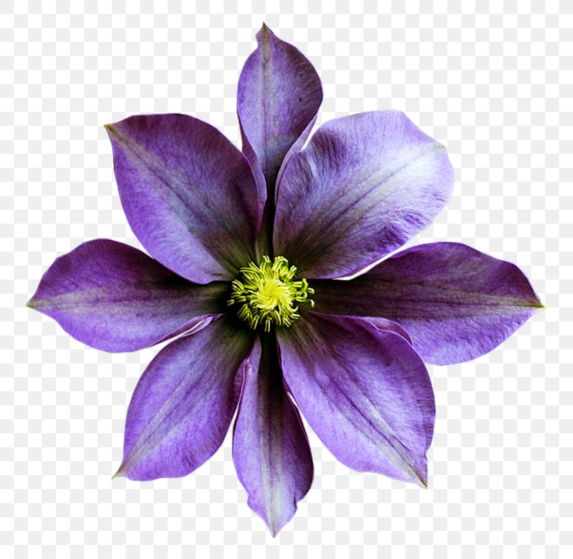 Sweet Violet Flower Purple, PNG, 800x800px, Violet, Clematis, Floral Design, Flower, Flowering Plant Download Free