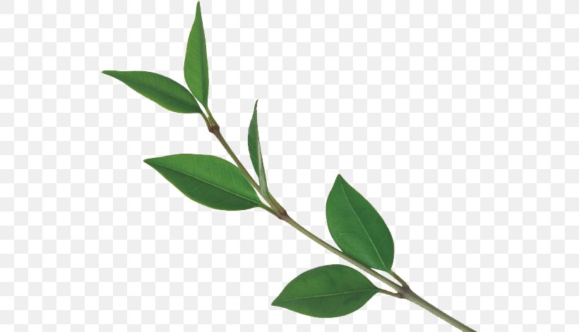 Tea Leaf Tree Plant, PNG, 534x471px, Tea, Branch, Green, Leaf, Plant Download Free