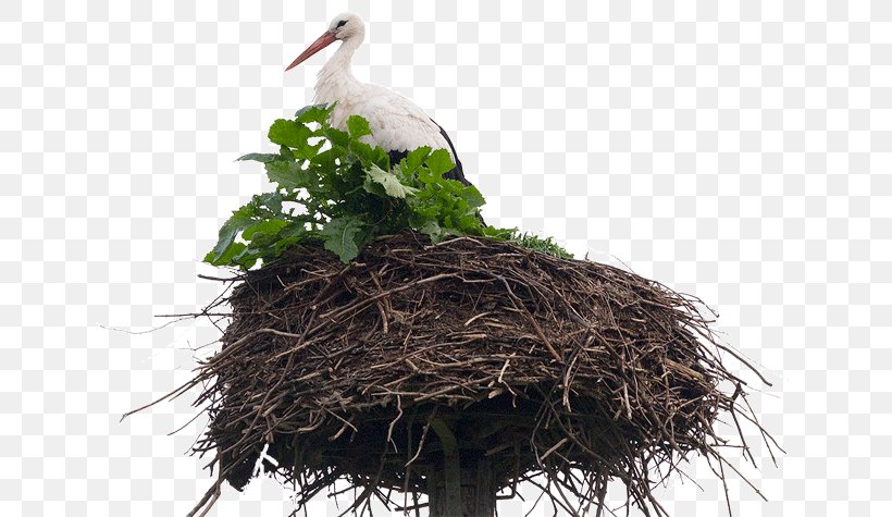 White Stork Bird Nest NEST+m Beak, PNG, 650x475px, White Stork, Beak, Bird, Bird Nest, Ciconiiformes Download Free