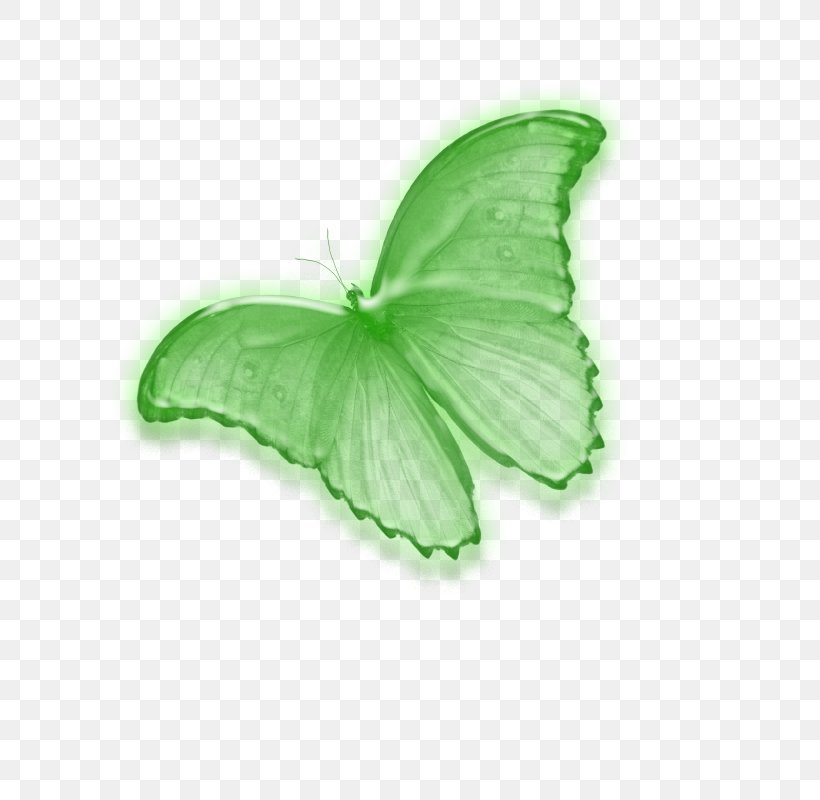 Butterfly Insect PhotoScape Image Editing Pollinator, PNG, 800x800px, Butterfly, Butterflies And Moths, Editing, Green, Image Editing Download Free