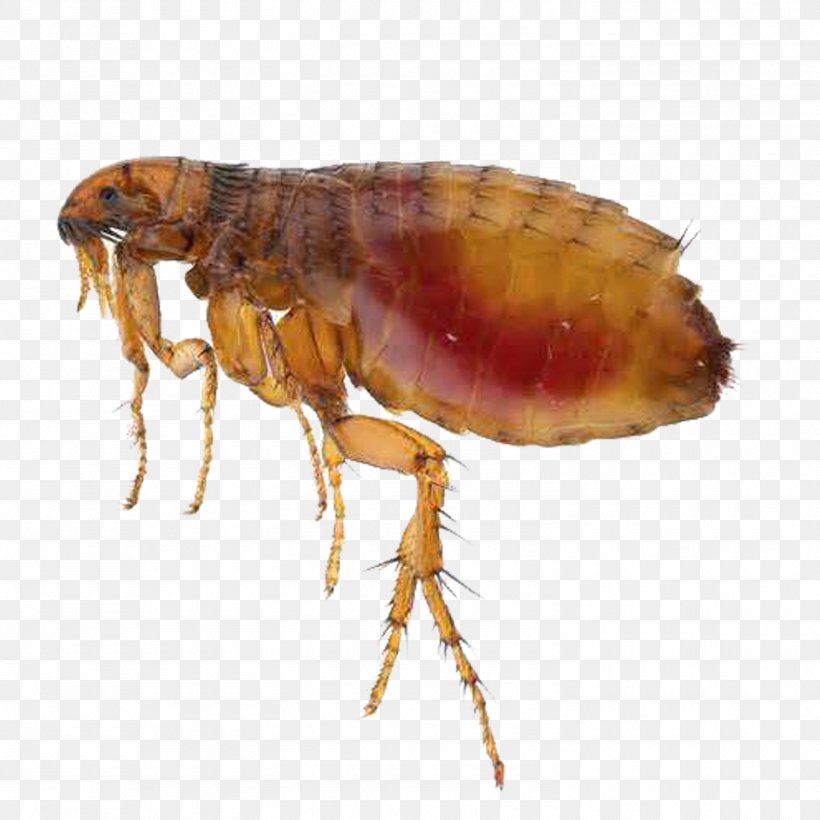 Dog Flea Cat Dog Flea Pet, PNG, 1500x1500px, Dog, Arthropod, Cat, Cat Flea, Dog Flea Download Free