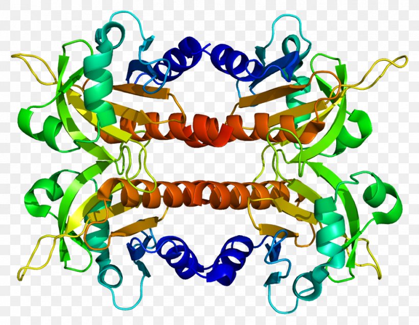 PFN2 Profilin Vasodilator-stimulated Phosphoprotein FMNL1, PNG, 977x760px, Watercolor, Cartoon, Flower, Frame, Heart Download Free