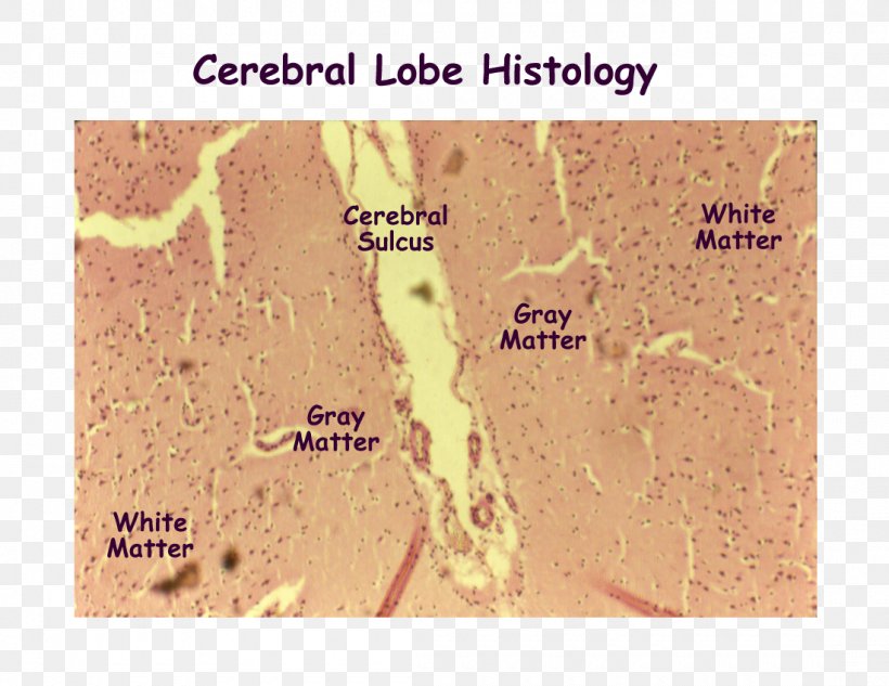 Cerebral Cortex Brain Histology Cerebrum Nervous System, PNG, 1100x850px, Cerebral Cortex, Anatomy, Brain, Central Sulcus, Cerebrum Download Free