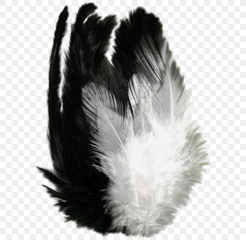 Feather Art Clip Art, PNG, 593x800px, Feather, Art, Black And White, Fur, Kha Download Free