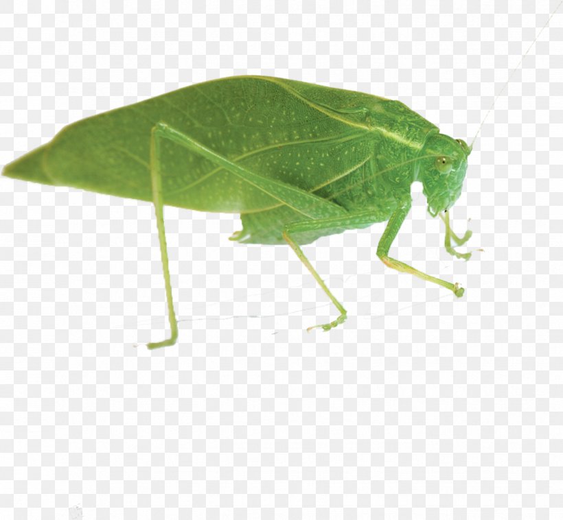 Insect Euclidean Vector, PNG, 1326x1226px, Insect, Animal, Cicadidae, Grasshopper, Gratis Download Free