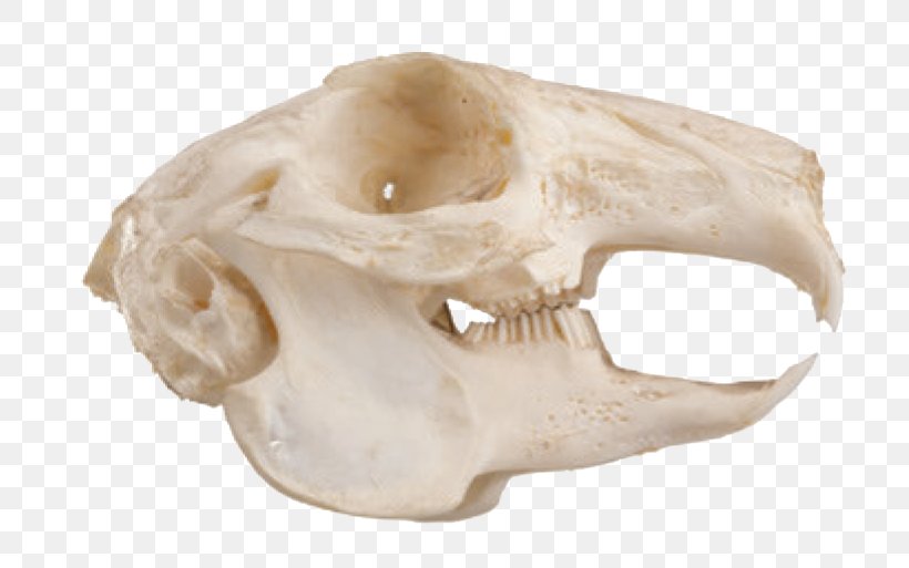 Squirrel Felidae Rodent Skull Jaw, PNG, 765x513px, Squirrel, Animal, Bone, Felidae, Frontal Bone Download Free