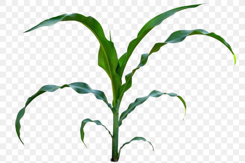 Sweet Corn Baby Corn Maize Plant Stem Clip Art, PNG, 1000x667px, Sweet Corn, Baby Corn, Commodity, Corn Kernel, Drawing Download Free