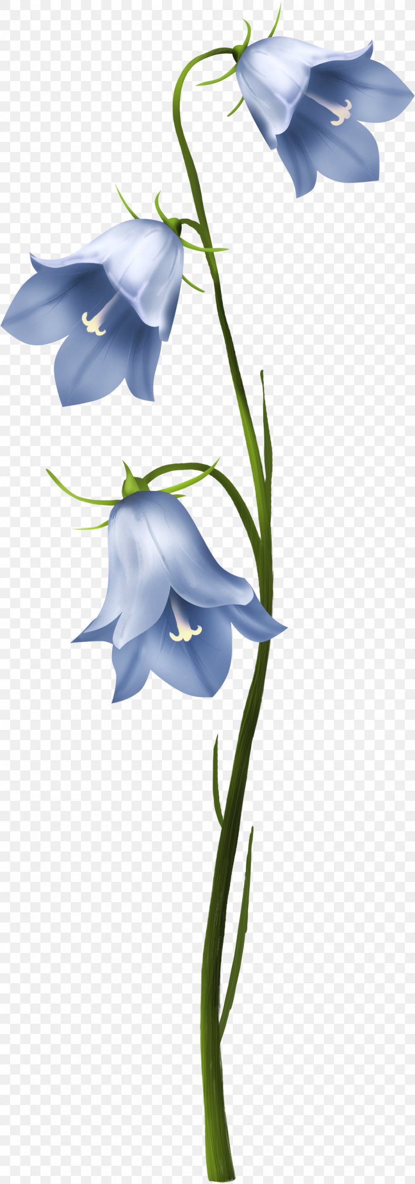 Cut Flowers Plant Stem Harebell, PNG, 1053x3000px, Flower, Bellflower, Bellflower Family, Bellflowers, Blue Download Free