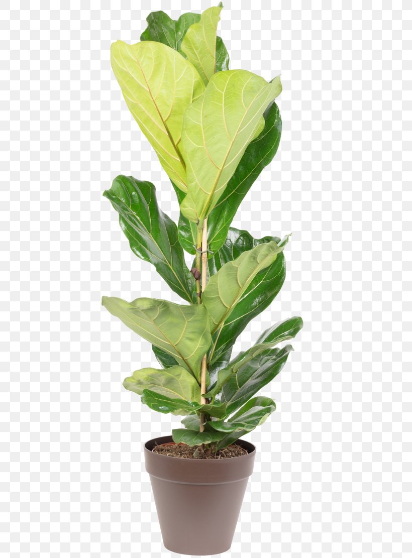 Fiddle-leaf Fig Houseplant Flowerpot Chamaedorea Elegans Common Fig, PNG, 650x1111px, Fiddleleaf Fig, Chamaedorea, Chamaedorea Elegans, Common Fig, Evergreen Download Free