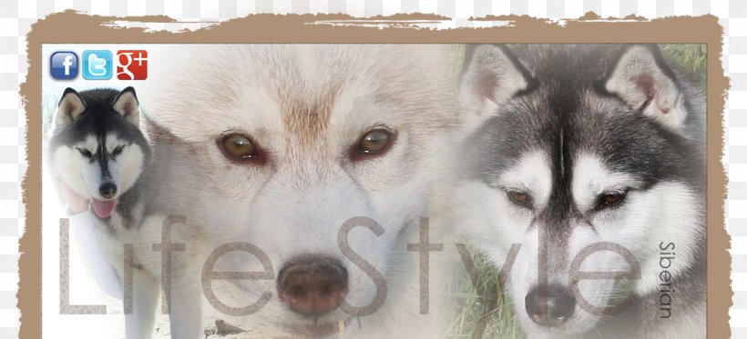 Miniature Siberian Husky Canadian Eskimo Dog Tamaskan Dog Sakhalin Husky Alaskan Malamute, PNG, 1116x508px, Miniature Siberian Husky, Alaskan Husky, Alaskan Klee Kai, Alaskan Malamute, Canadian Eskimo Dog Download Free