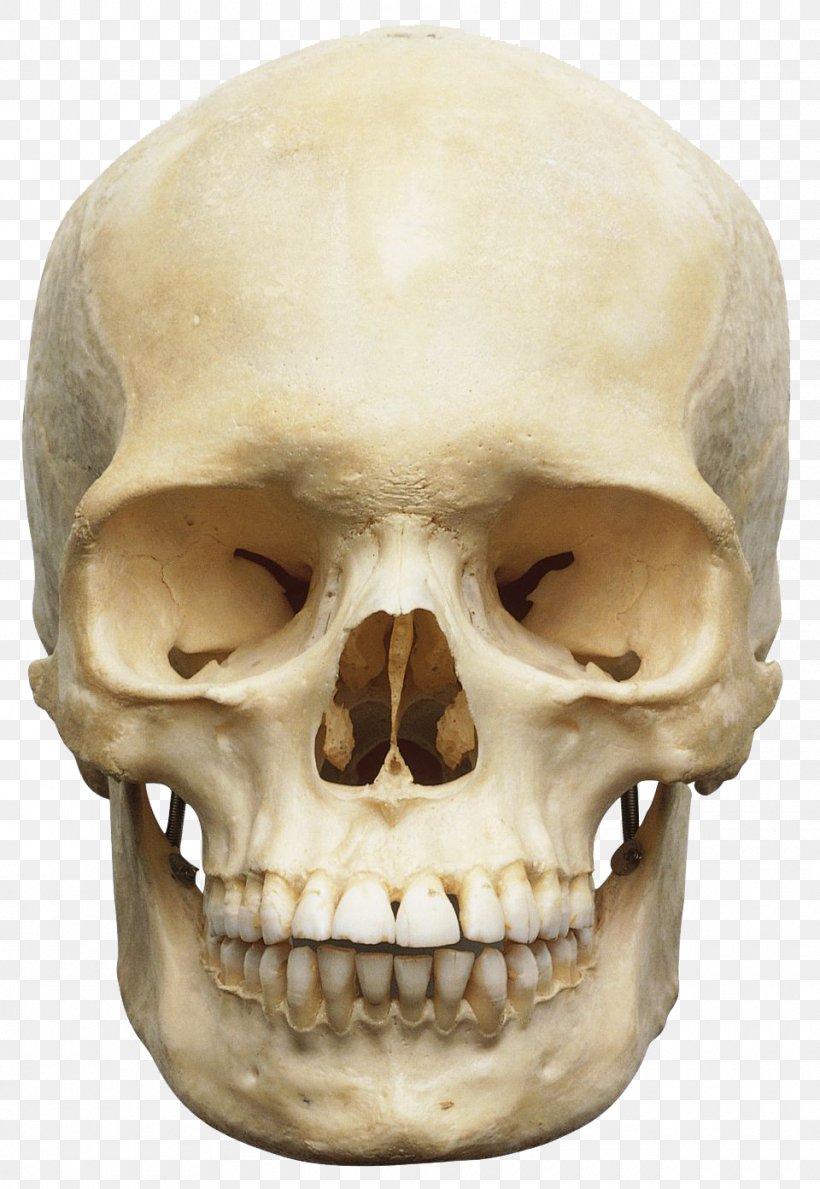 Skull Human Skeleton Anatomy Human Body Orbit, PNG, 960x1393px, Watercolor, Cartoon, Flower, Frame, Heart Download Free