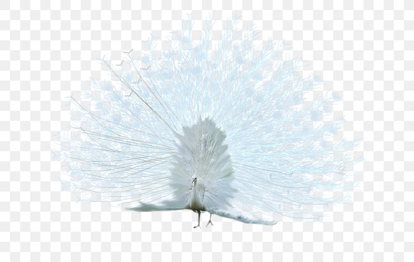 Bird Asiatic Peafowl White, PNG, 650x520px, Bird, Animal, Asiatic Peafowl, Beak, Data Compression Download Free