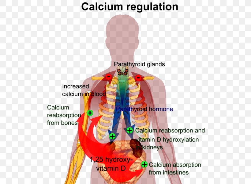 Calcium Metabolism Nutrient Human Body Vitamin D Homeostasis, PNG, 528x600px, Watercolor, Cartoon, Flower, Frame, Heart Download Free