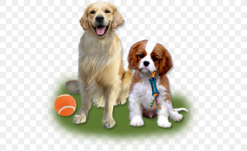 Cavalier King Charles Spaniel Puppy Dog Breed Companion Dog, PNG, 529x502px, Cavalier King Charles Spaniel, Breed, Companion Dog, Crossbreed, Dog Download Free
