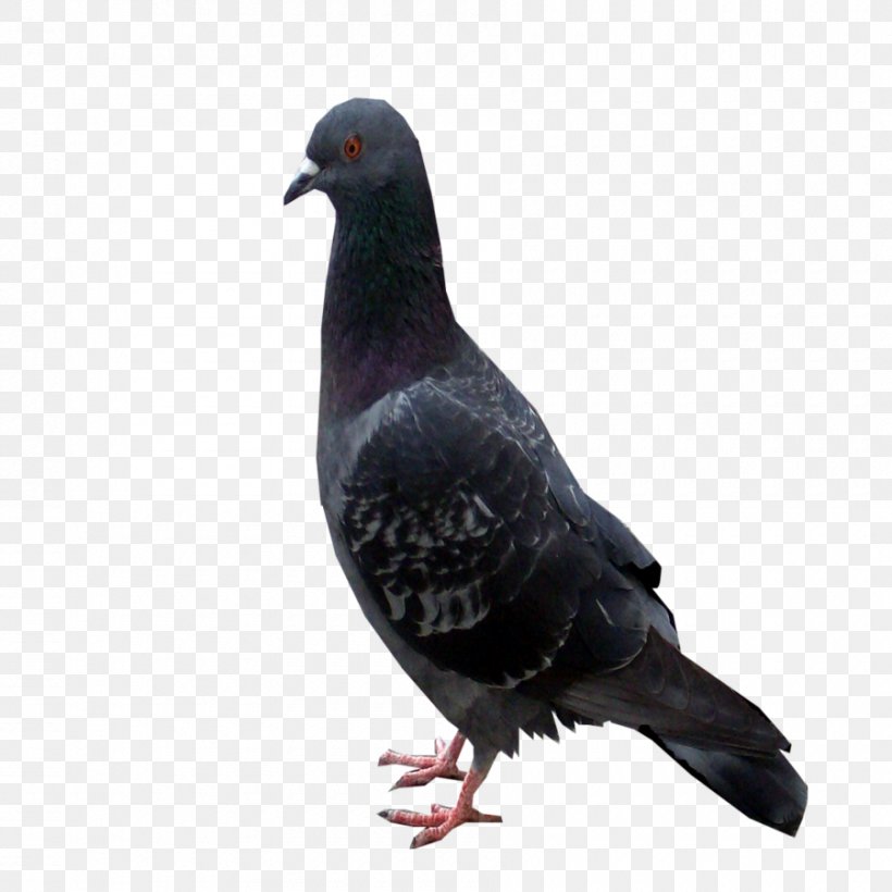 Columbidae Domestic Pigeon Beak Feather Rock Dove, PNG, 900x900px, Columbidae, Beak, Bird, Domestic Pigeon, Fauna Download Free