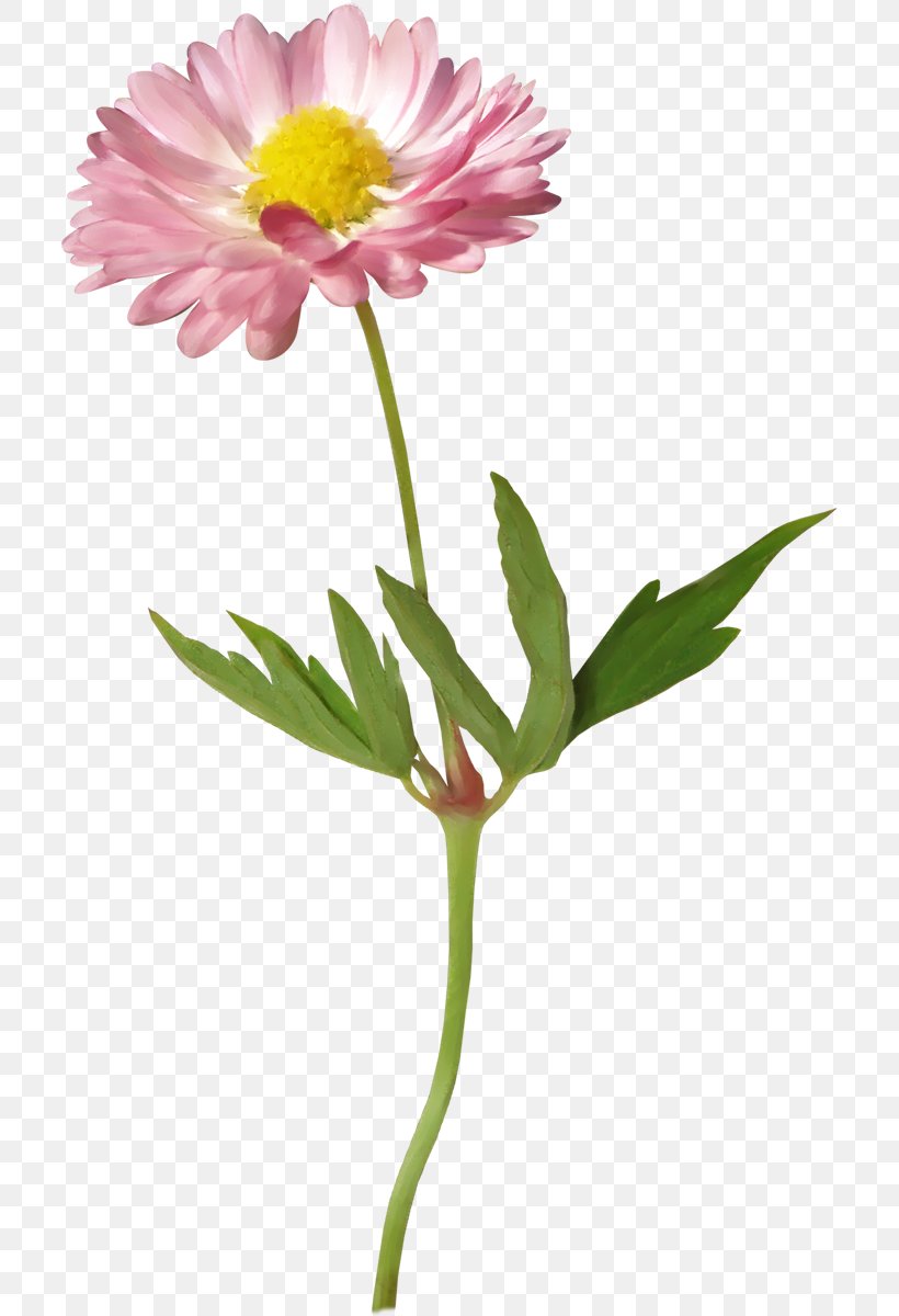 Flower Clip Art, PNG, 708x1200px, Flower, Annual Plant, Aster, Computer Graphics, Cut Flowers Download Free