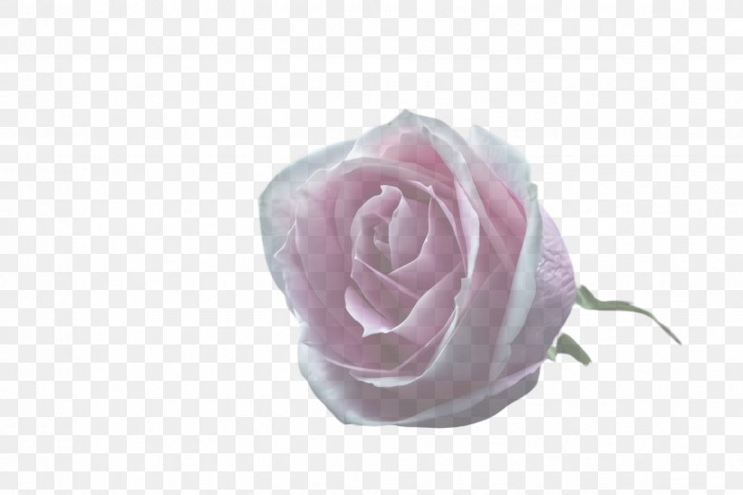Garden Roses, PNG, 2448x1632px, Pink, Flower, Garden Roses, Hybrid Tea Rose, Petal Download Free
