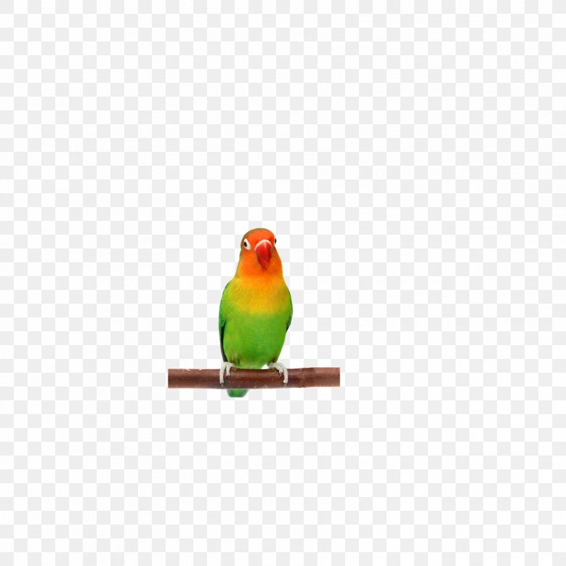 Lovebird Finch Parakeet Beak Feather, PNG, 1772x1772px, Lovebird, Beak, Bird, Christmas Ornament, Fauna Download Free