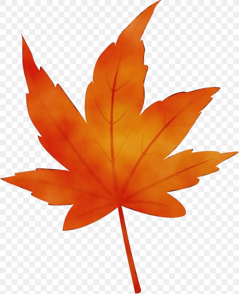Maple Leaf, PNG, 832x1026px, Watercolor, Black Maple, Leaf, Maple, Maple Leaf Download Free